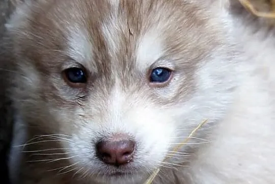Szczeniaki Syberian Husky rasowe z hodowli Kennel 