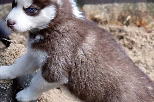 Szczeniaki Syberian Husky rasowe z hodowli Kennel 