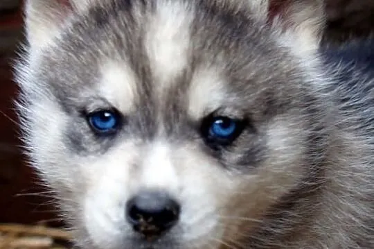 Szczeniaki Syberian Husky rasowe z hodowli Kennel 
