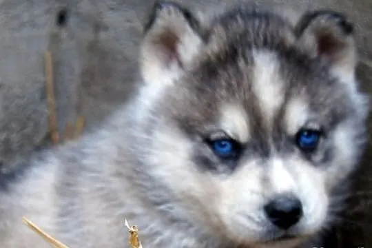 Szczeniaki Syberian Husky rasowe z hodowli Kennel 