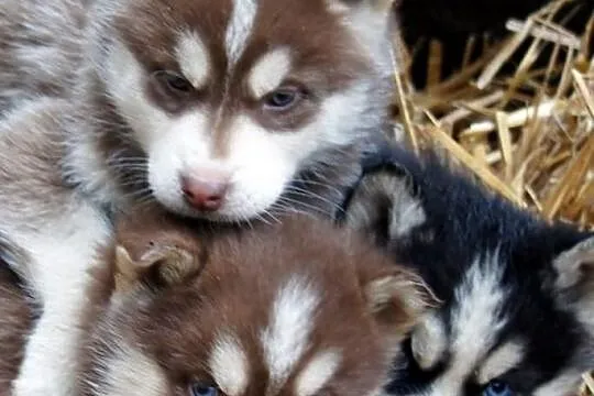 Szczeniaki Syberian Husky rasowe z hodowli Kennel 