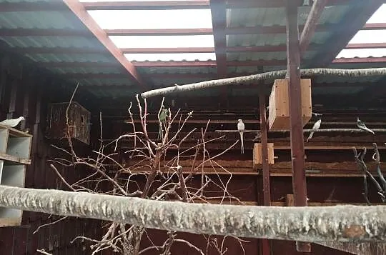 Papugi aleksandretty i inne, Dolnośląskie, Świebodzice