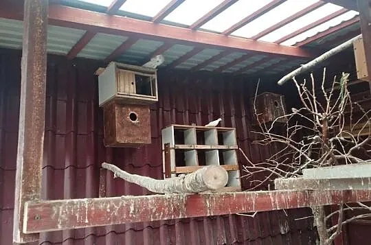 Papugi aleksandretty i inne, Dolnośląskie, Świebodzice
