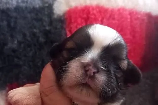 Shih-Tzu