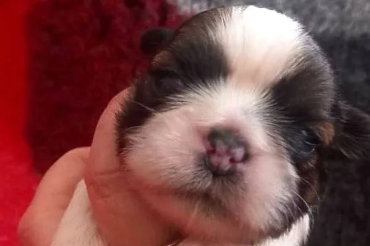 Shih-Tzu, Opolskie, Strzelce Opolskie