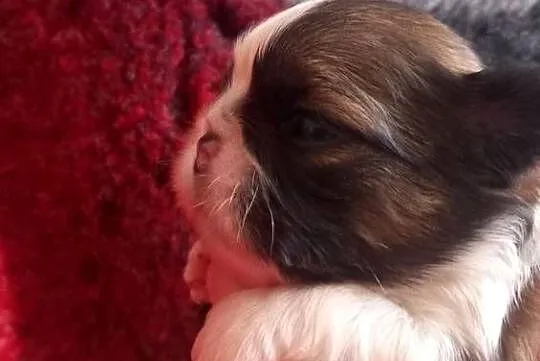 Shih-Tzu, Opolskie, Strzelce Opolskie