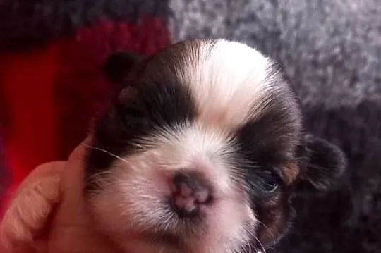 Shih-Tzu, Opolskie, Strzelce Opolskie