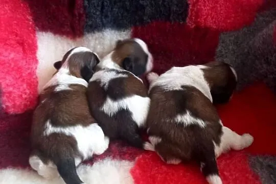 Shih-Tzu, Opolskie, Strzelce Opolskie