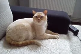Biszkopt, przepiękny kot w typie kota brytyjskiego, Świdnica