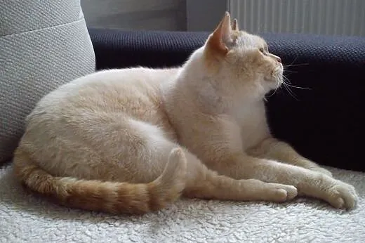 Biszkopt, przepiękny kot w typie kota brytyjskiego