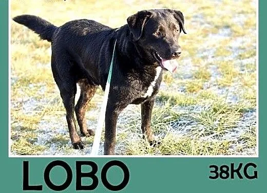 Labrador mix,łagodny,wesoły,energiczny pies LOBO.A