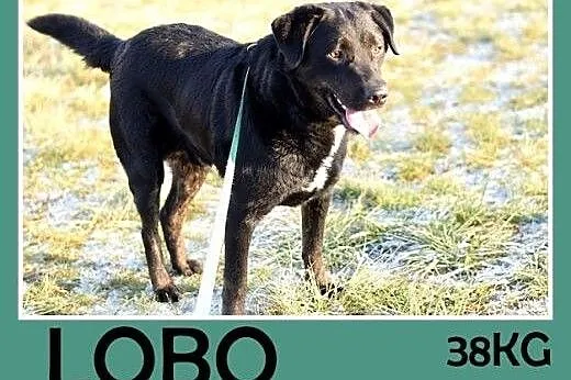 Labrador mix,łagodny,wesoły,energiczny pies LOBO.A