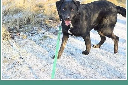 Labrador mix,łagodny,wesoły,energiczny pies LOBO.A