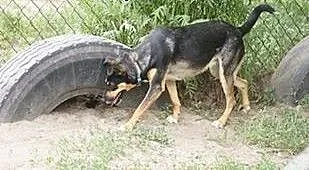Bajka piękna młoda sunia szuka kochającego i odpow