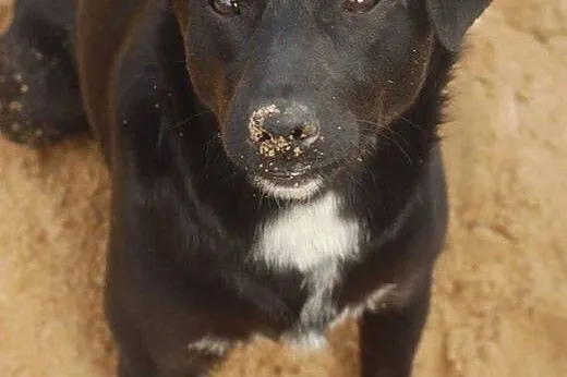 Emi - młoda suczka z samymi zaletami! :) ADOPCJA,  Kundelki cała Polska