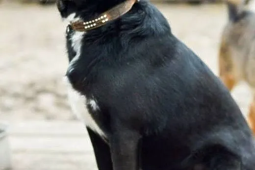 Emi - młoda suczka z samymi zaletami! :) ADOPCJA, 