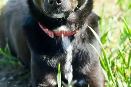 Emi - młoda suczka z samymi zaletami! :) ADOPCJA, 