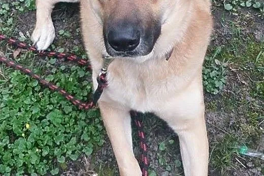 Duży pieszczoch Abo, przyjazny do ludzi i zwierząt psiak adopcja,  Kundelki cała Polska