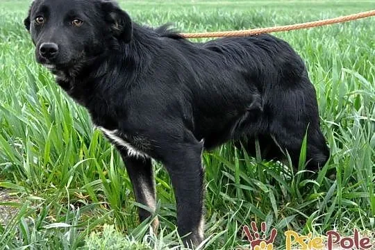 NEWSIK-malutki, grzeczny, spokojny młody psiak o uroczych oczkach, adopcja, Małopolskie, Kraków