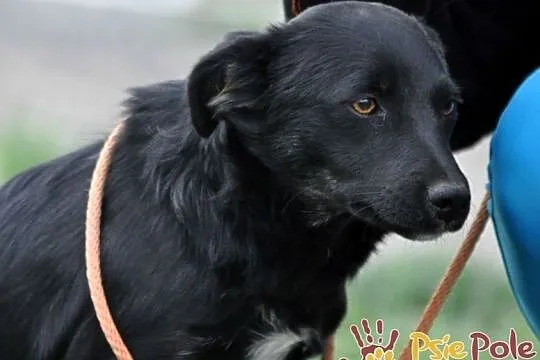 NEWSIK-malutki, grzeczny, spokojny młody psiak o uroczych oczkach, adopcja, Małopolskie, Kraków