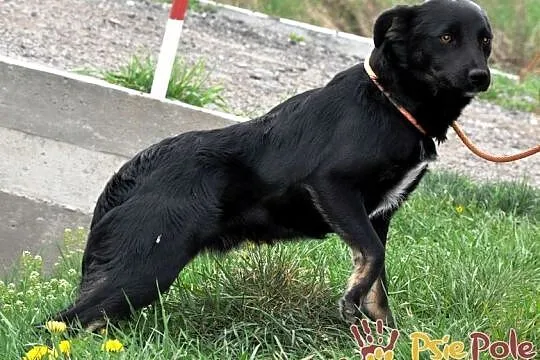 NEWSIK-malutki, grzeczny, spokojny młody psiak o uroczych oczkach, adopcja, Małopolskie, Kraków