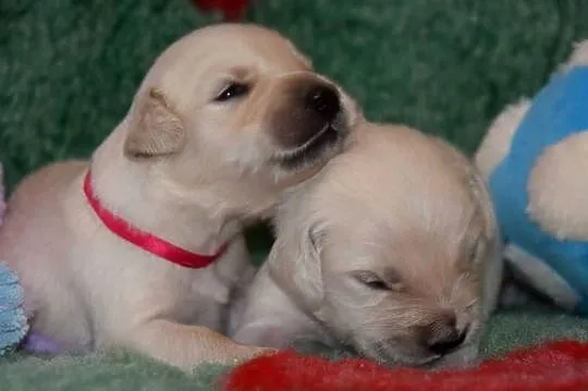 Golden Retriever szczenięta Zkwp fci
