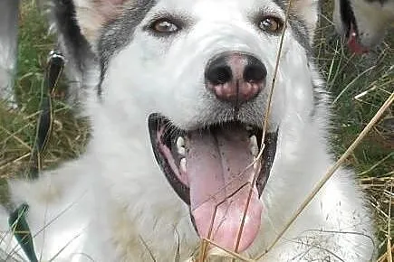 Roki- młody i inteligentny mix husky do adopcji,  