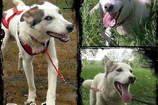 Roki- młody i inteligentny mix husky do adopcji,  