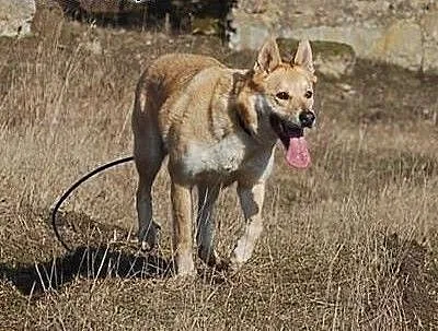 Diego- dla aktywnych osób z charyzmą, Kundelki ca