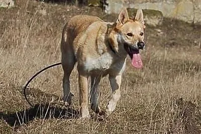 Diego- dla aktywnych osób z charyzmą,  Kundelki ca