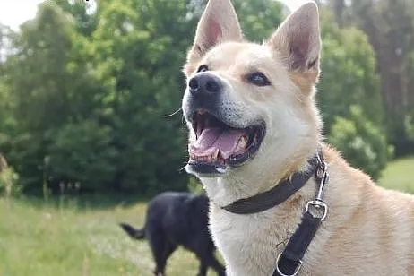 Diego- dla aktywnych osób z charyzmą,  Kundelki ca