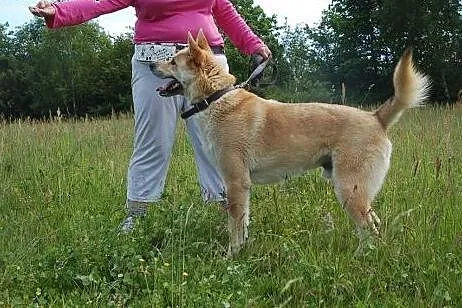 Diego- dla aktywnych osób z charyzmą,  Kundelki ca