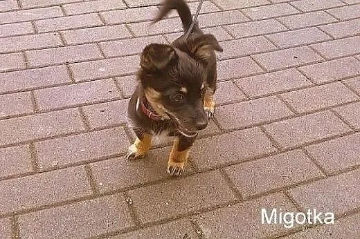 Miniaturowa, pełna uroku sunia Migotka szuka kocha
