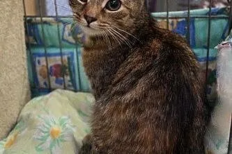 Elfrida