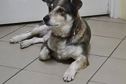 Foks potrzebuje jedynie odpowiedzialnego domku, u 