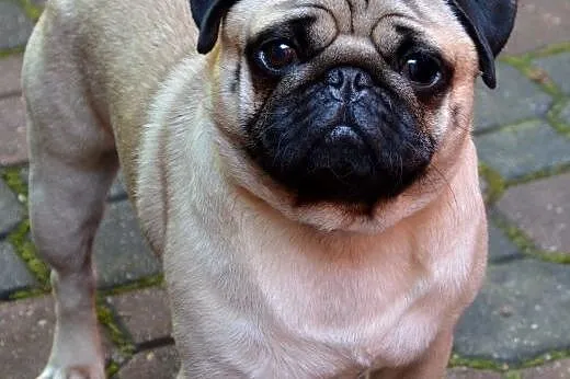 Mops, mopsik śliczna suczka rodowód FCI,  łódzkie 