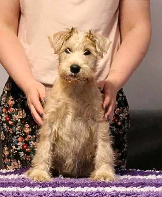 Irish soft coated wheaten terrier - terier pszeniczny- suczka, Mazowieckie, Brwinów