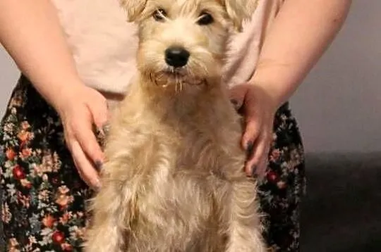 Irish soft coated wheaten terrier - terier pszeniczny- suczka