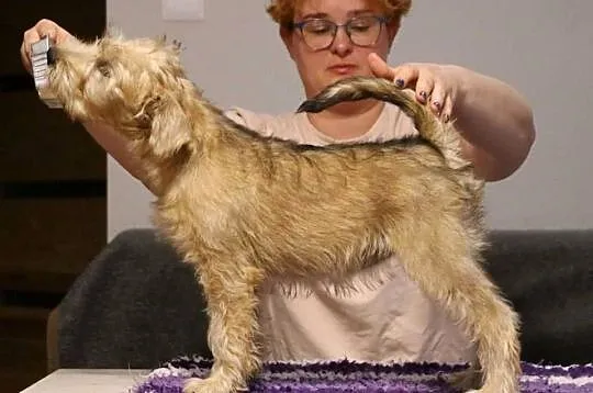 Irish soft coated wheaten terrier - terier pszeniczny- suczka, Mazowieckie, Brwinów
