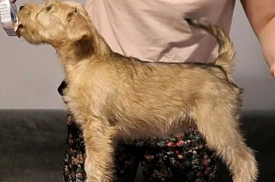 Irish soft coated wheaten terrier - terier pszeniczny- suczka, Mazowieckie, Brwinów