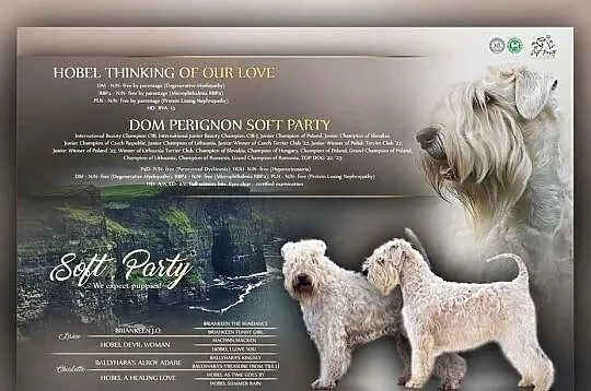 Irish soft coated wheaten terrier - terier pszeniczny- suczka, Mazowieckie, Brwinów