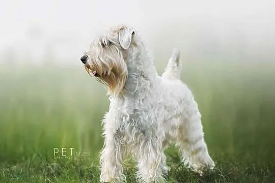 Irish soft coated wheaten terrier - terier pszeniczny- suczka, Mazowieckie, Brwinów