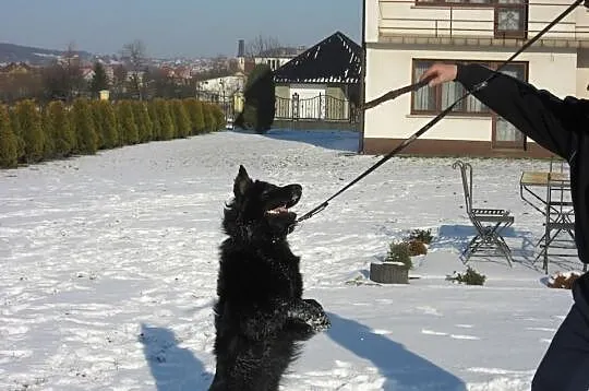 Owczarek niemiecki