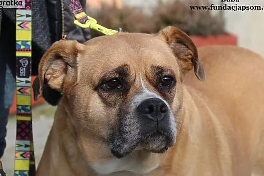 Buba - kochaną psinę do adopcji poleca Andrzej Krzywy, Mazowieckie, Nowy Dwór Mazowiecki