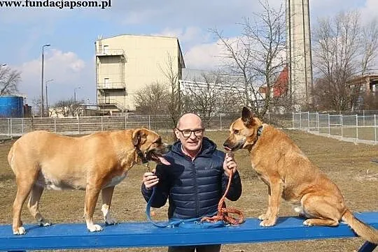 Buba - kochaną psinę do adopcji poleca Andrzej Krzywy, Mazowieckie, Nowy Dwór Mazowiecki