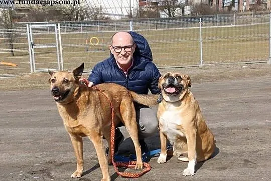 Buba - kochaną psinę do adopcji poleca Andrzej Krzywy, Mazowieckie, Nowy Dwór Mazowiecki