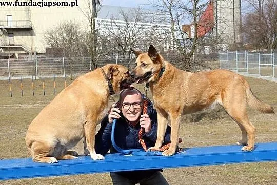 Buba - kochaną psinę do adopcji poleca Andrzej Krzywy, Mazowieckie, Nowy Dwór Mazowiecki