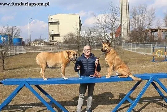 Buba - kochaną psinę do adopcji poleca Andrzej Krzywy, Mazowieckie, Nowy Dwór Mazowiecki