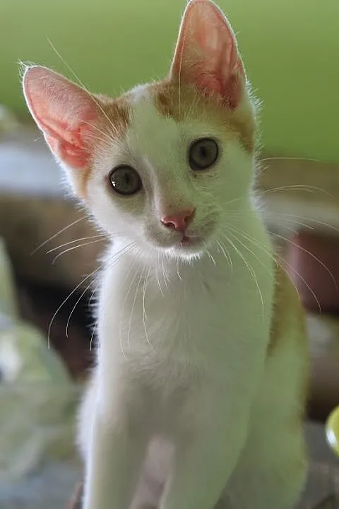 Rudzik 4 miesięczny kocurek do adopcji