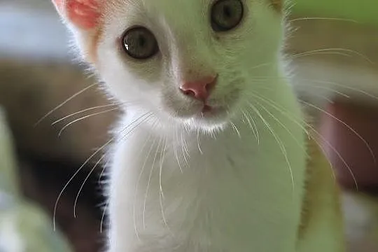 Rudzik 4 miesięczny kocurek do adopcji
